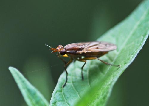 Réf. 239 530 : Ilione albiseta